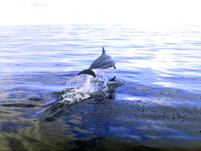 Dolphin Pohnpei