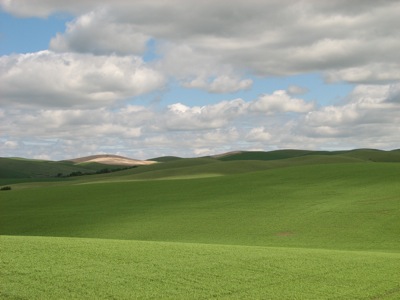 Green prevails again... heading towards Pomeroy, WA, not far from the Idaho state line.