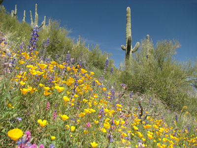 Arizona